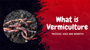 Vermiculture