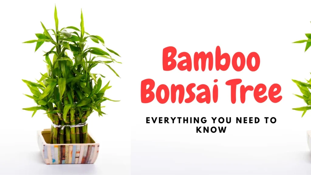 bamboo-bonsai-tree