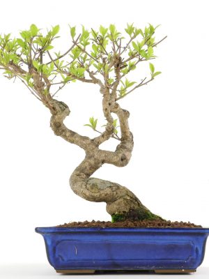 Indoor Bonsai Tree