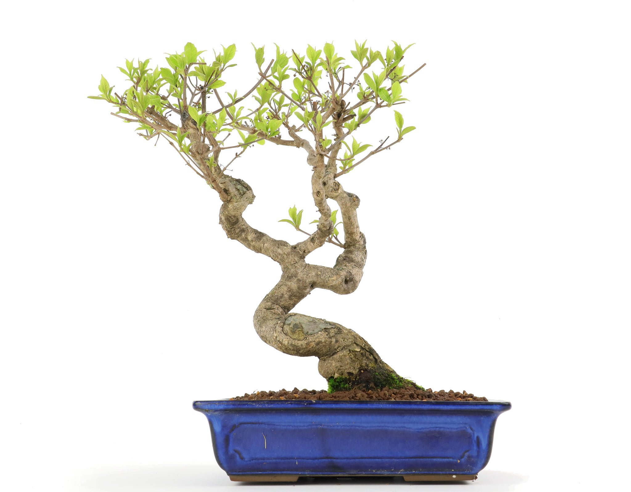 indoor bonsai tree
