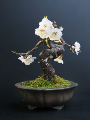 Flowering Bonsai Plants