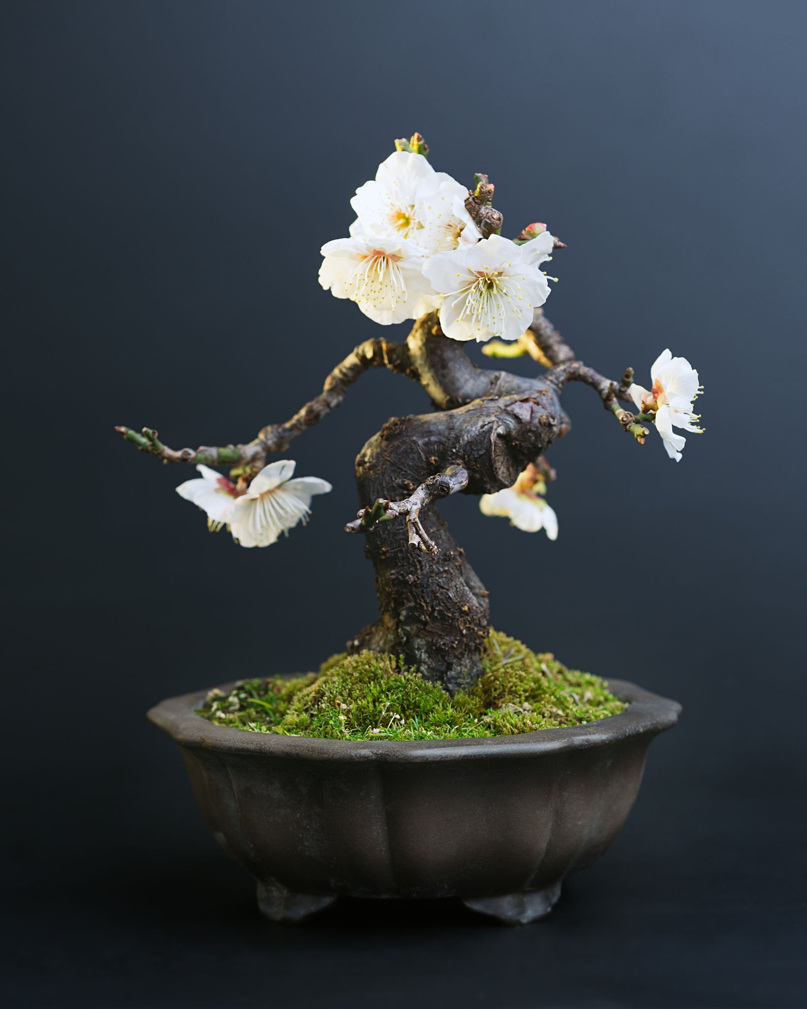 Flowering Bonsai Plants