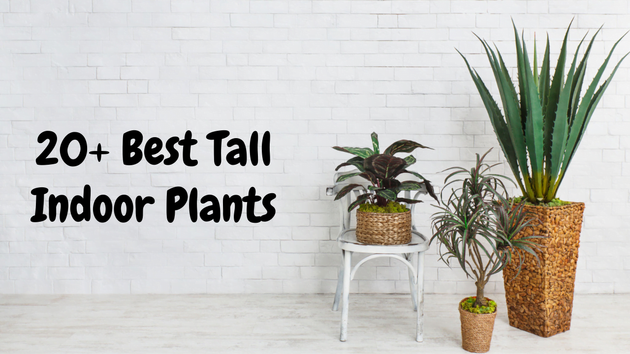 Tall Indoor Plants