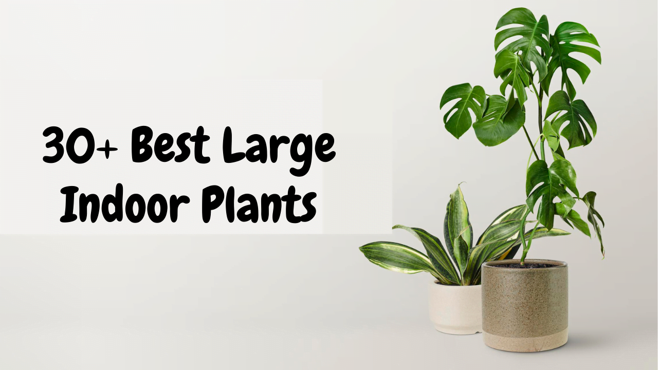 Large Indoor Plants