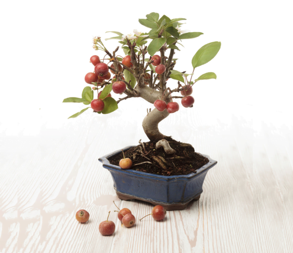 Apple Tree Bonsai