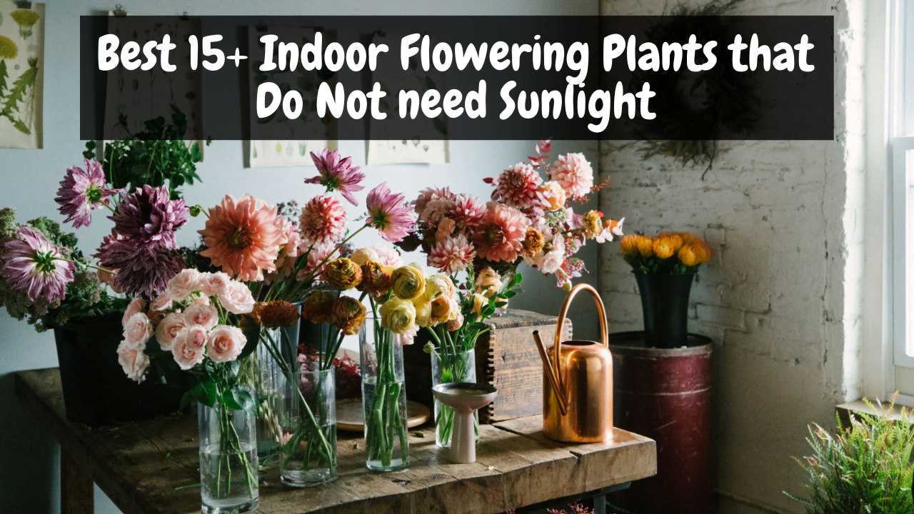 Indoor Flowering Plants that Do Not need Sunlight