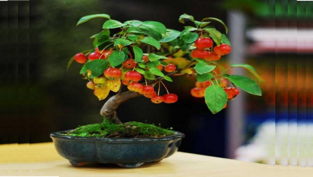 Bonsai Apple Tree