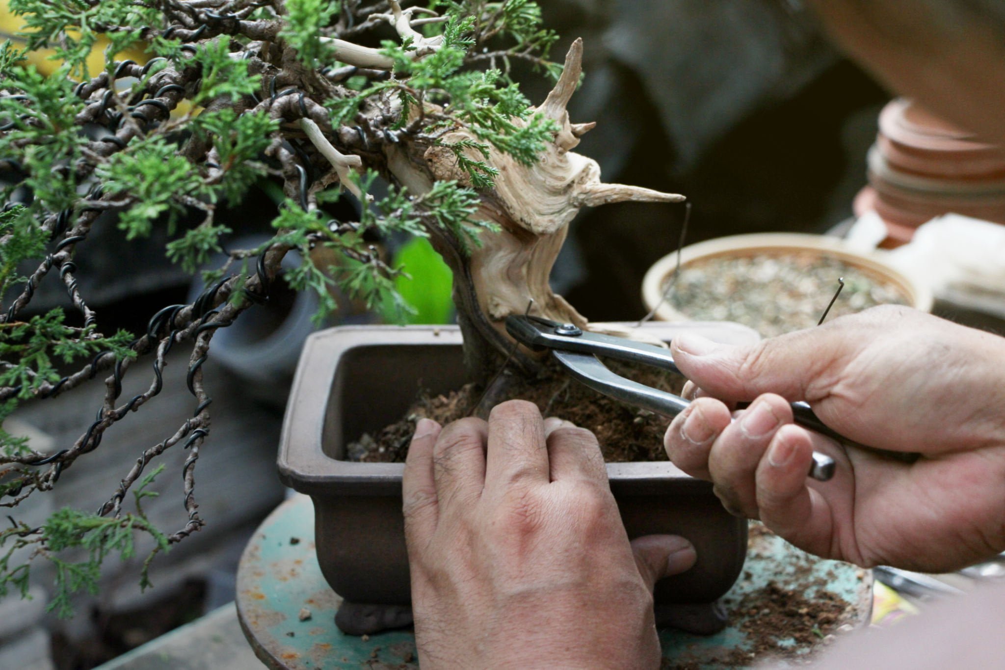 Bonsai Deadwood