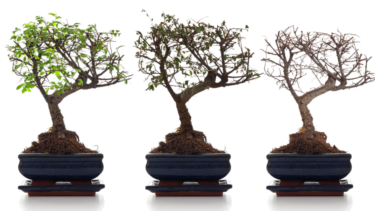 Bonsai Dropping Leaves