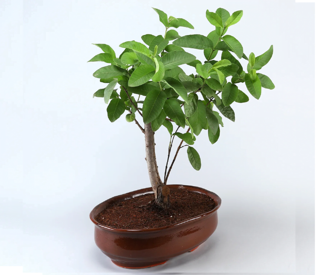 Bonsai Guava Tree