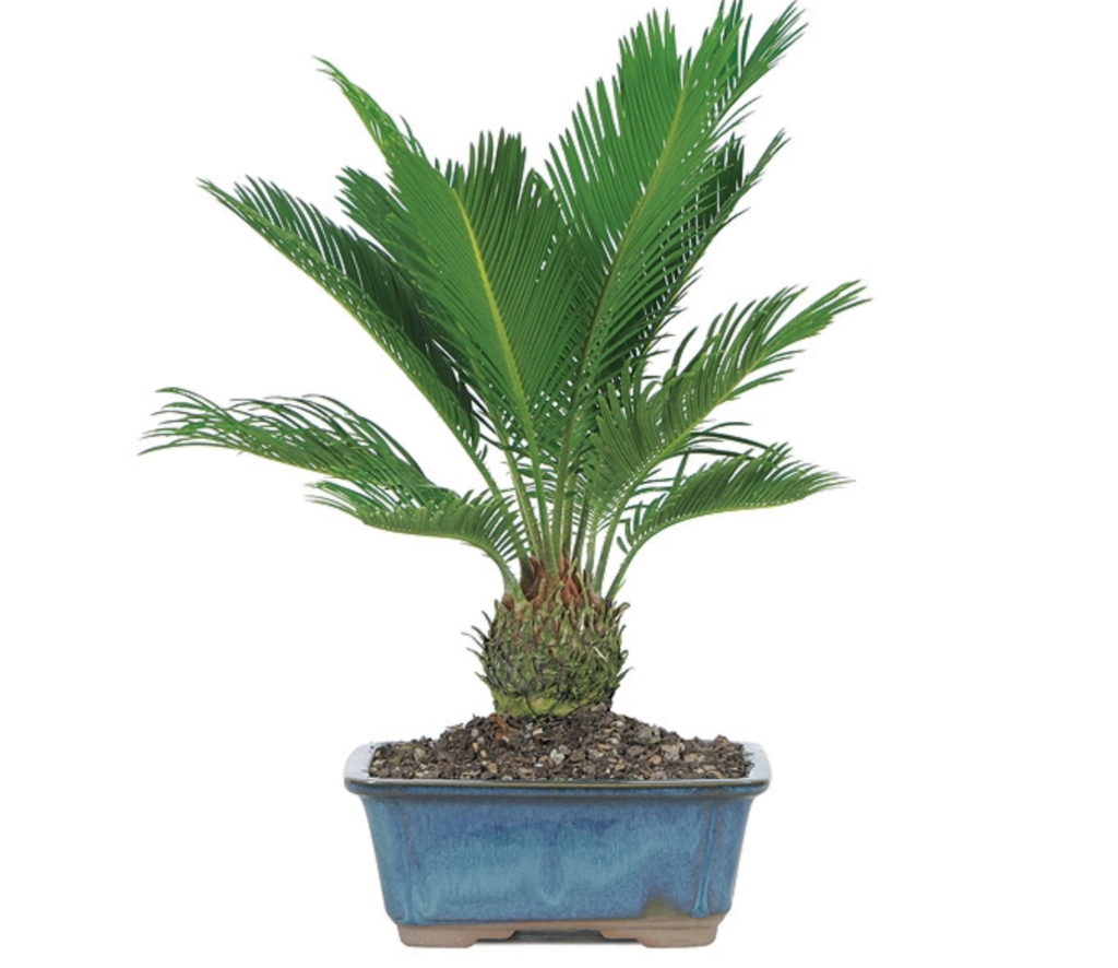 Bonsai Palm Tree