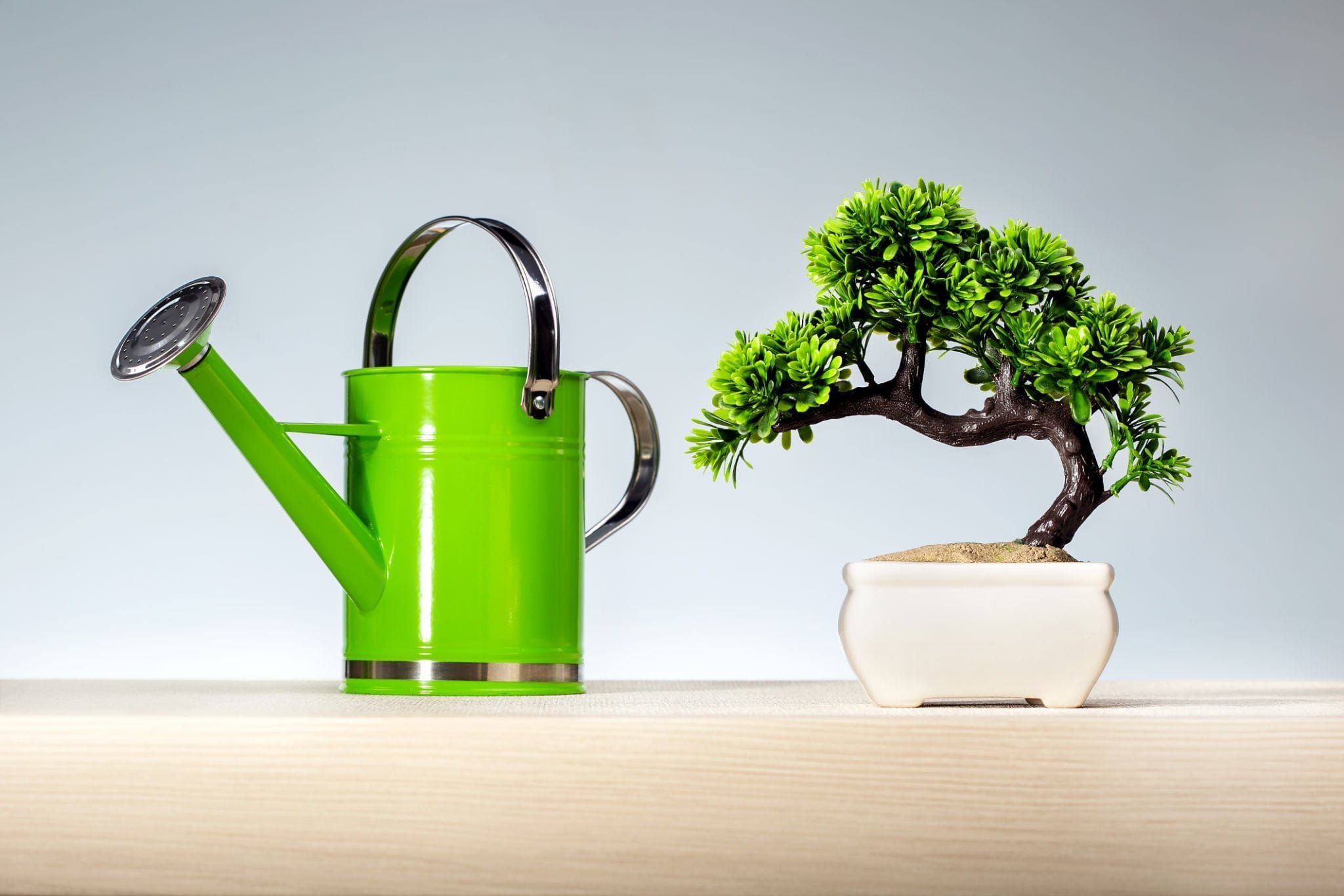 bonsai watering