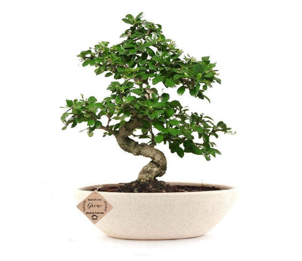 Carmona Bonsai