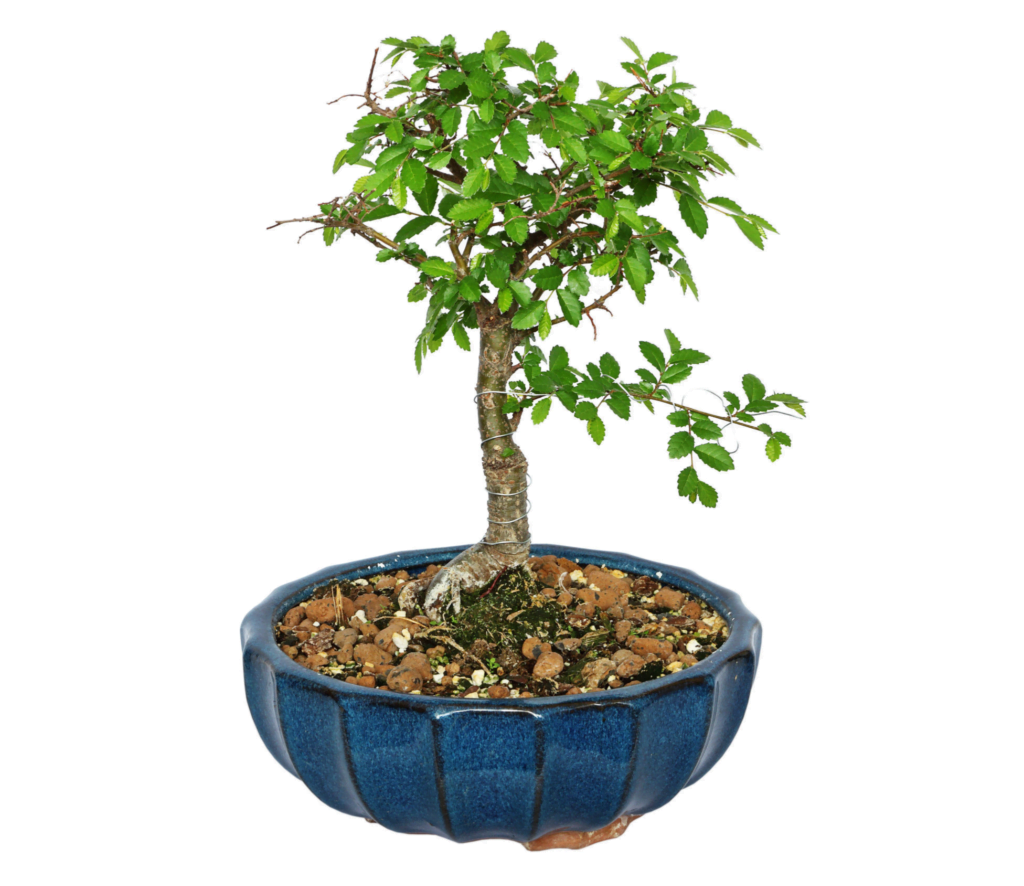 Chinese Elm Bonsai