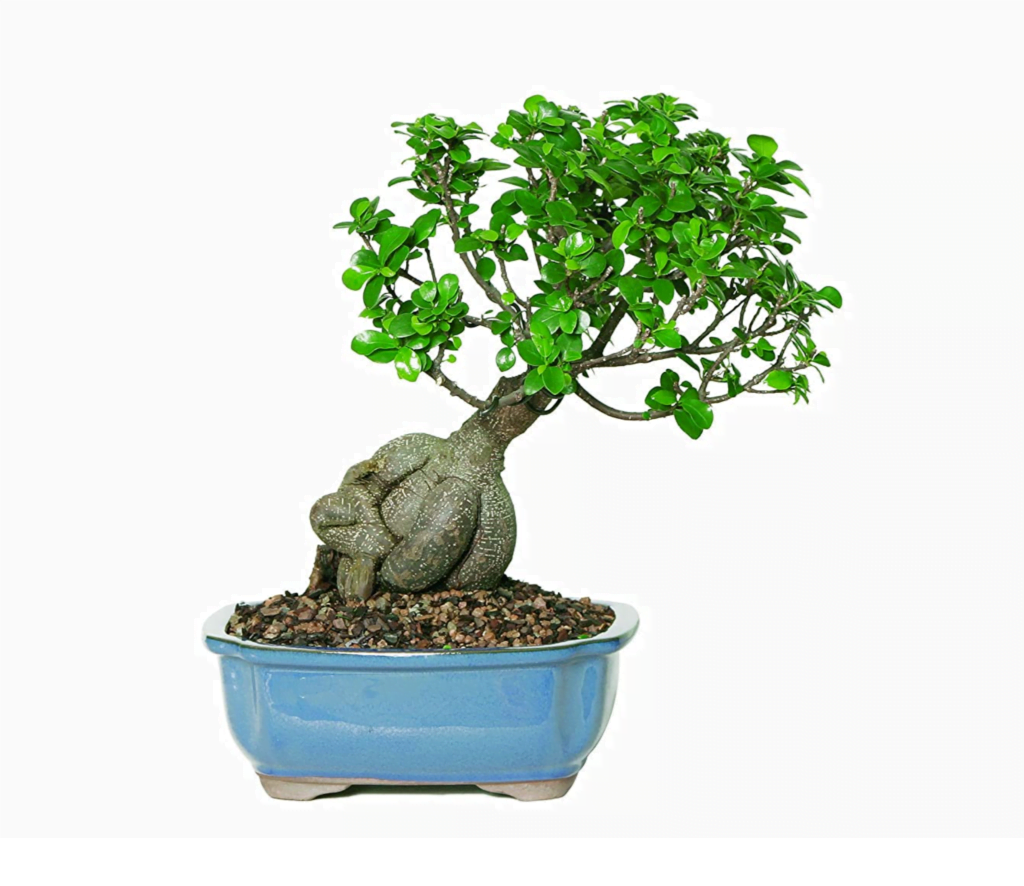 Ficus Bonsai