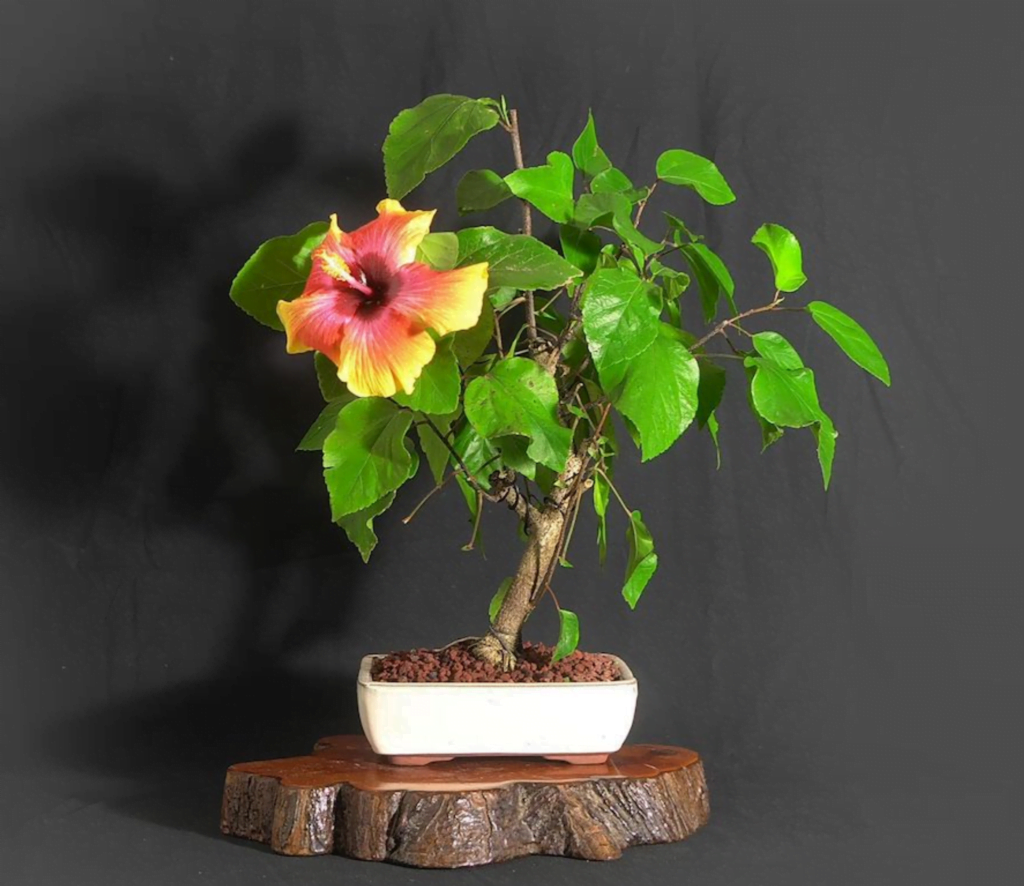 Hibiscus Bonsai