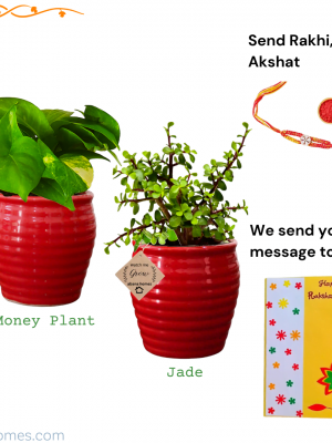 Jade & Money Plant