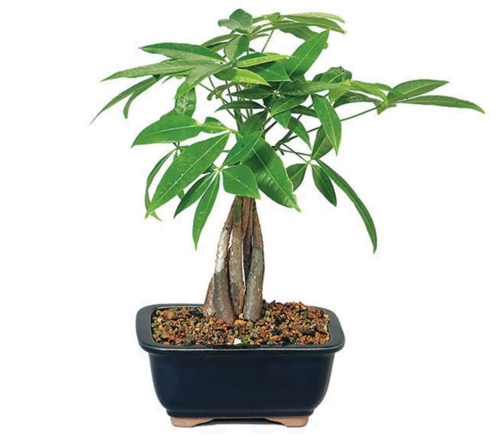 Money Plant Bonsai