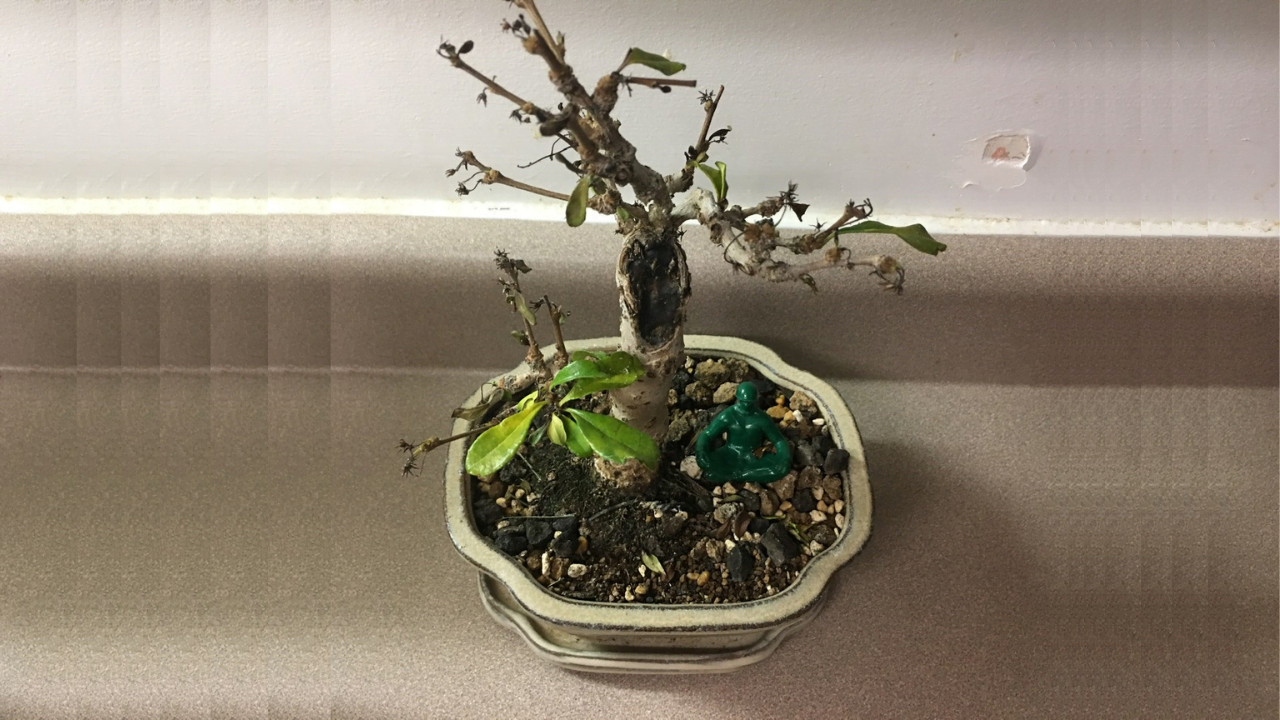 Overwatered Bonsai