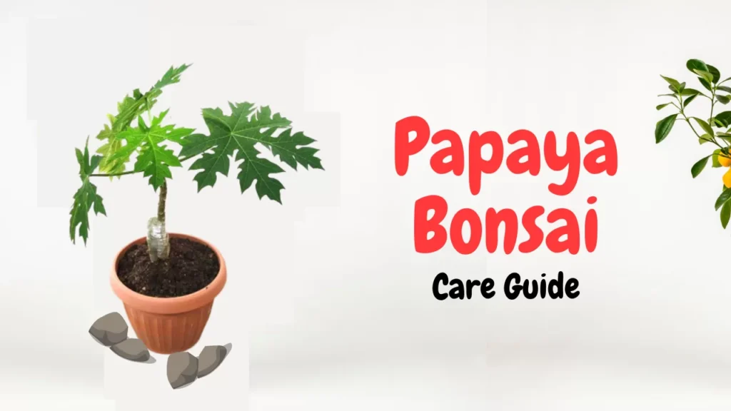 Papaya-Bonsai