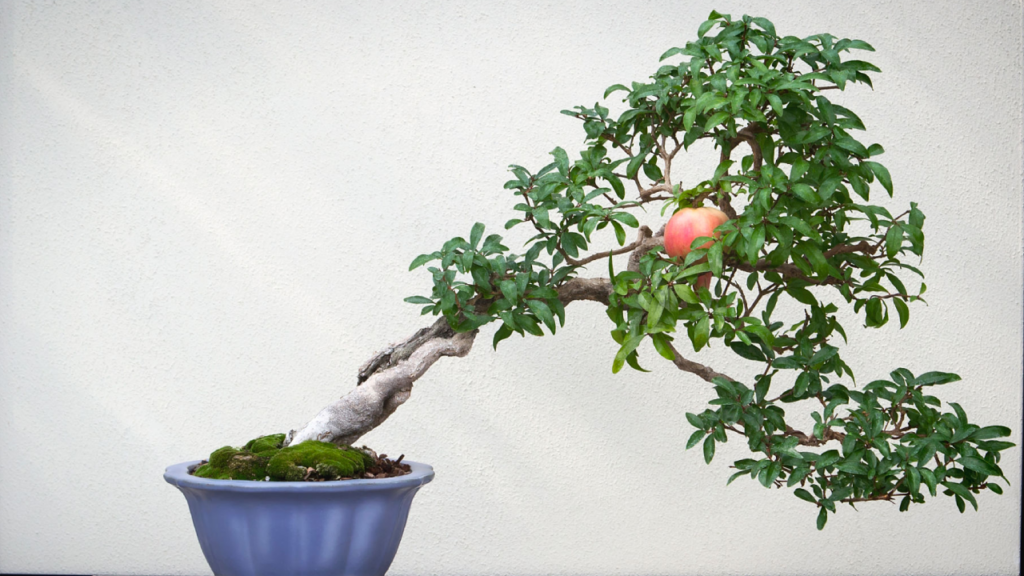 Pomegranate bonsai