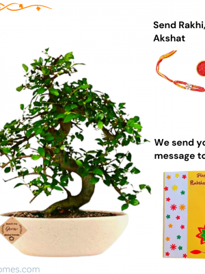 Ulmus Bonsai Tree