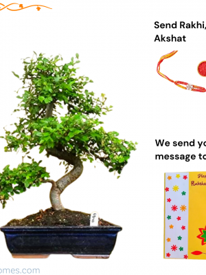 Chinese-Elm-Bonsai-Customised-Rakhi-Gifts-for-Brother