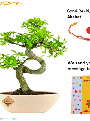 Ulmus Bonsai Tree