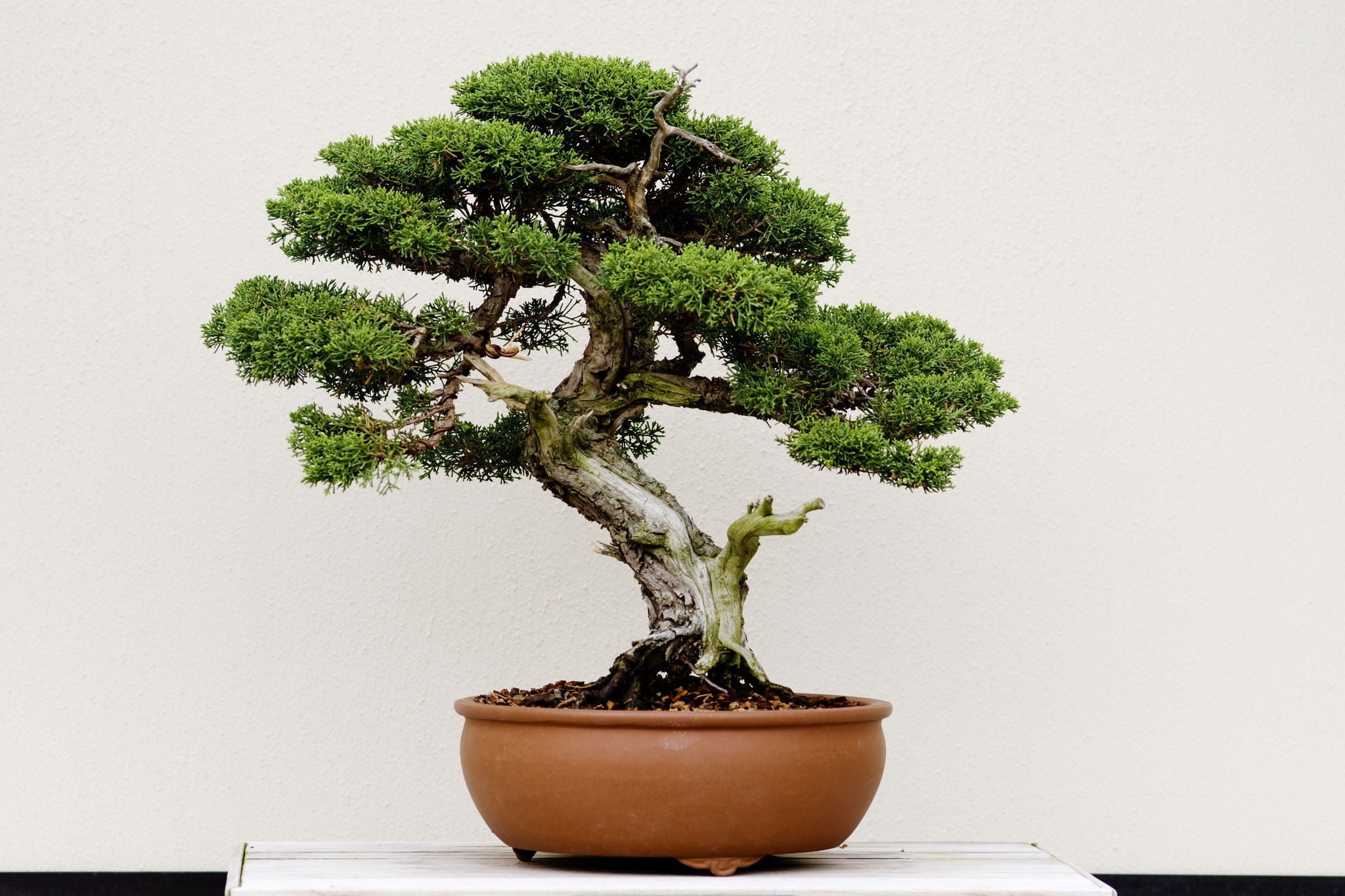 Bonsai position