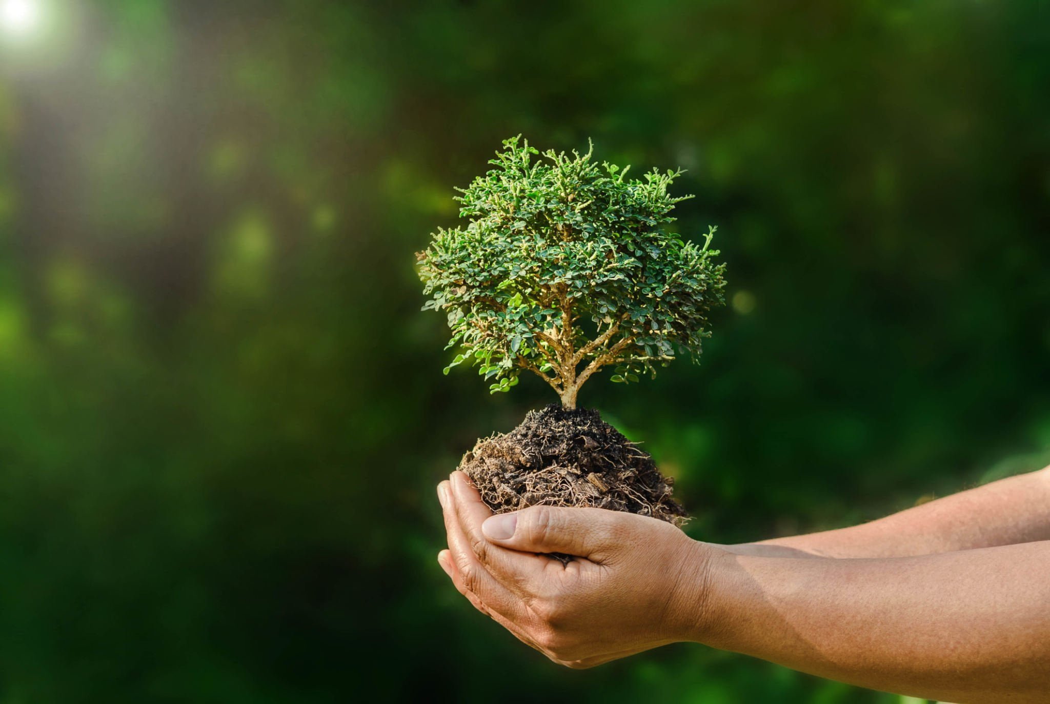 bonsai-soil