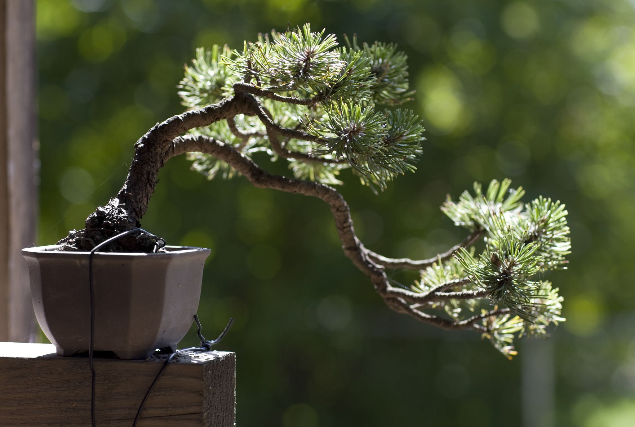 bonsai tree trunk