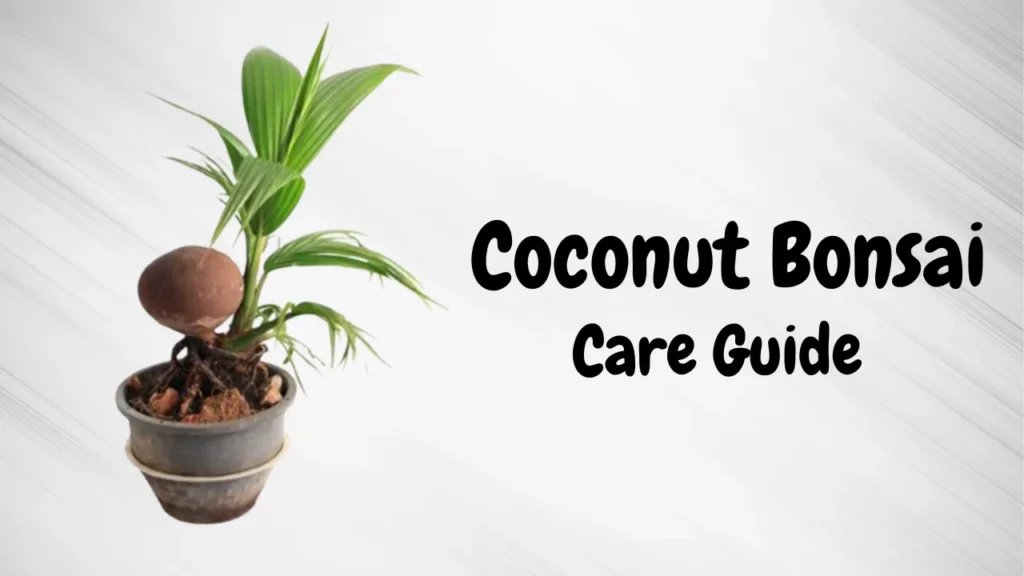 coconut bonsai