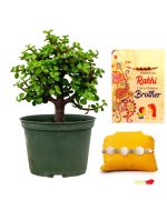 Jade Bonsai Rakhi Gifts