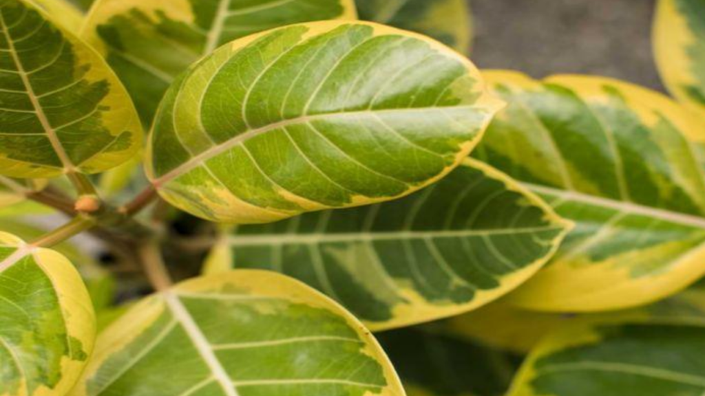 ficus bonsai leaves turning yellow