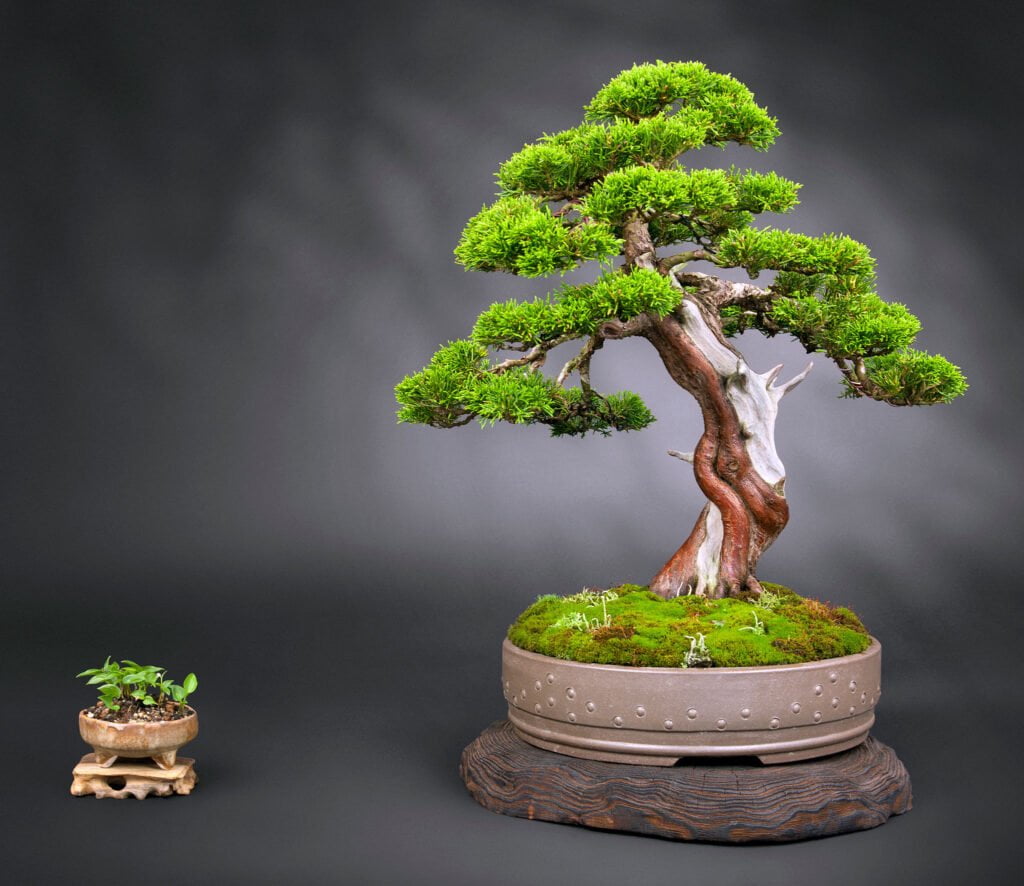 juniper Bonsai