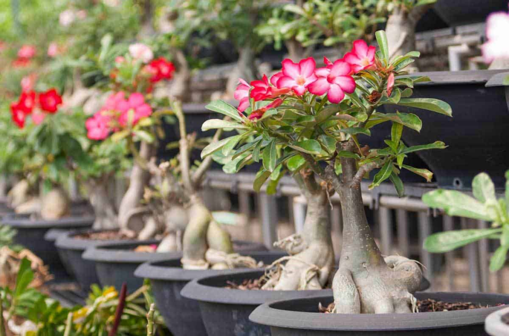 Adenium Obesum Desert Rose hybrid plugplant! Indoor plant/Bonsai, easy to  grow