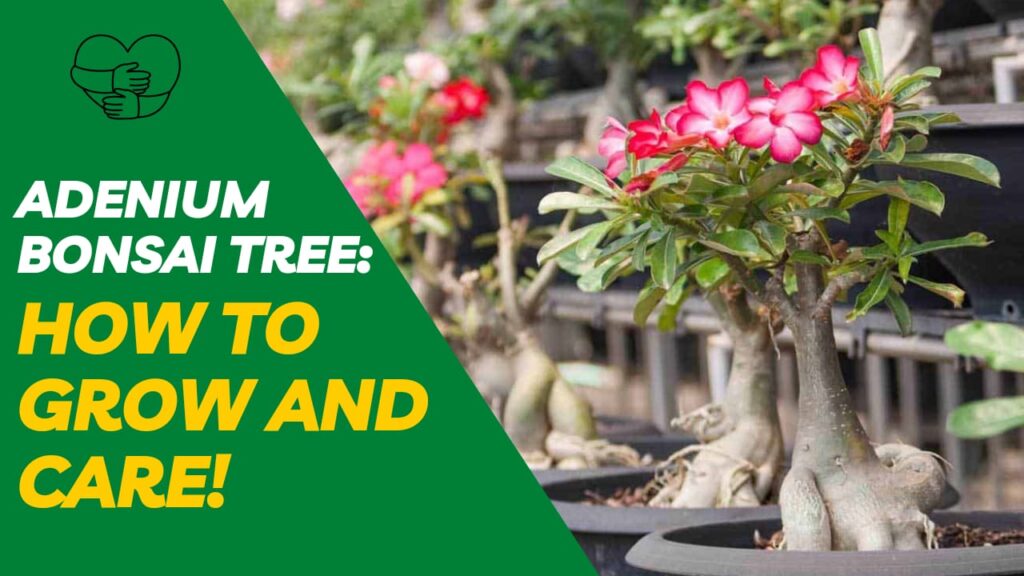 Adenium Bonsai Tree