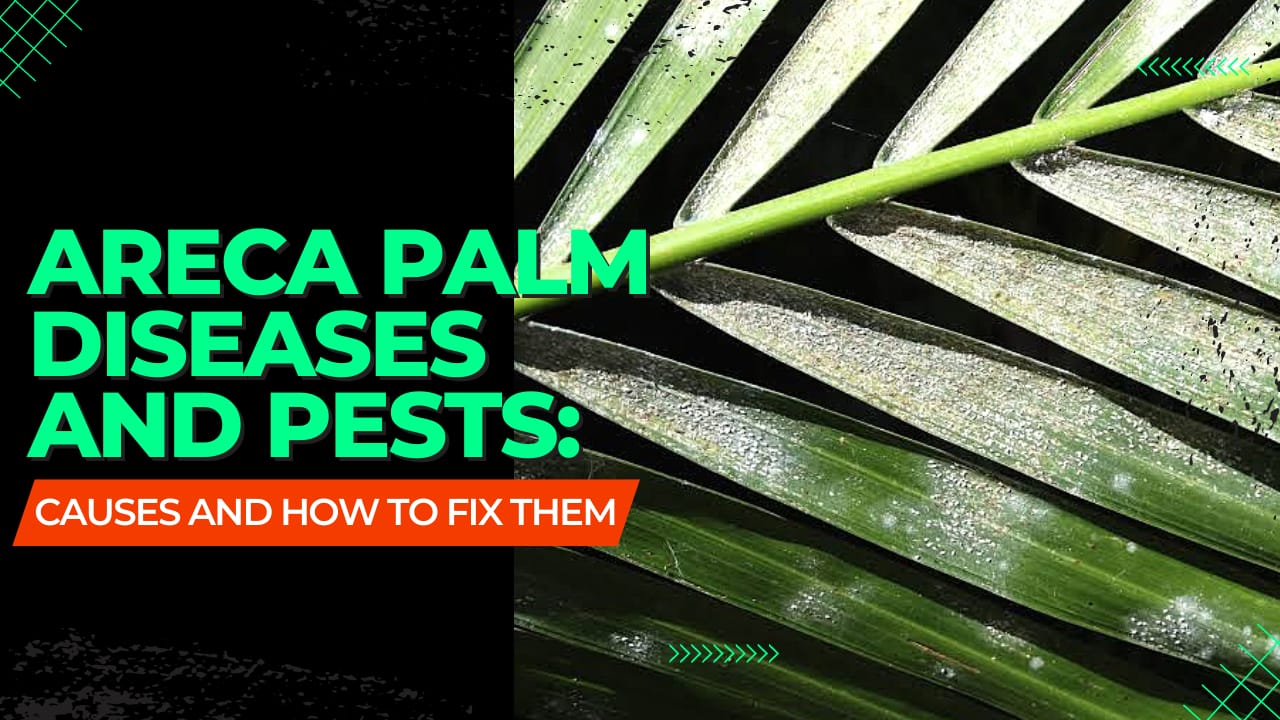 Areca Palm Diseases and Pests