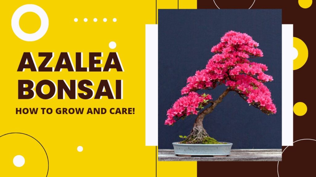 Azalea Bonsai