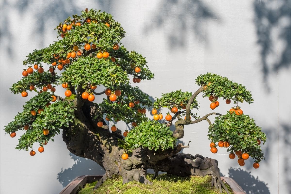 Bonsai Fruit Tree