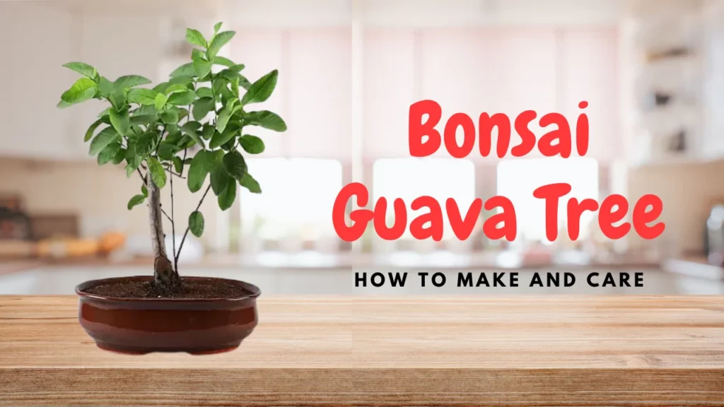 Bonsai-Guava-Tree