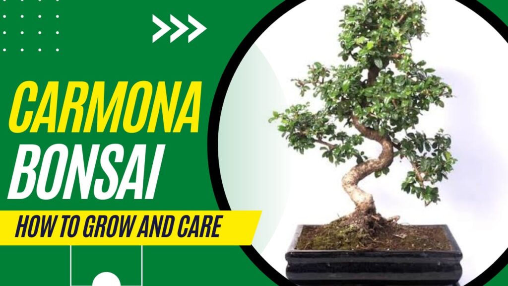 Carmona Bonsai