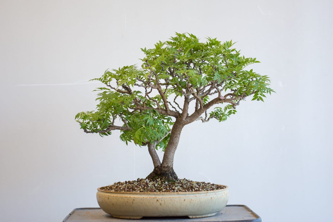 Dwarf Wisteria bonsai