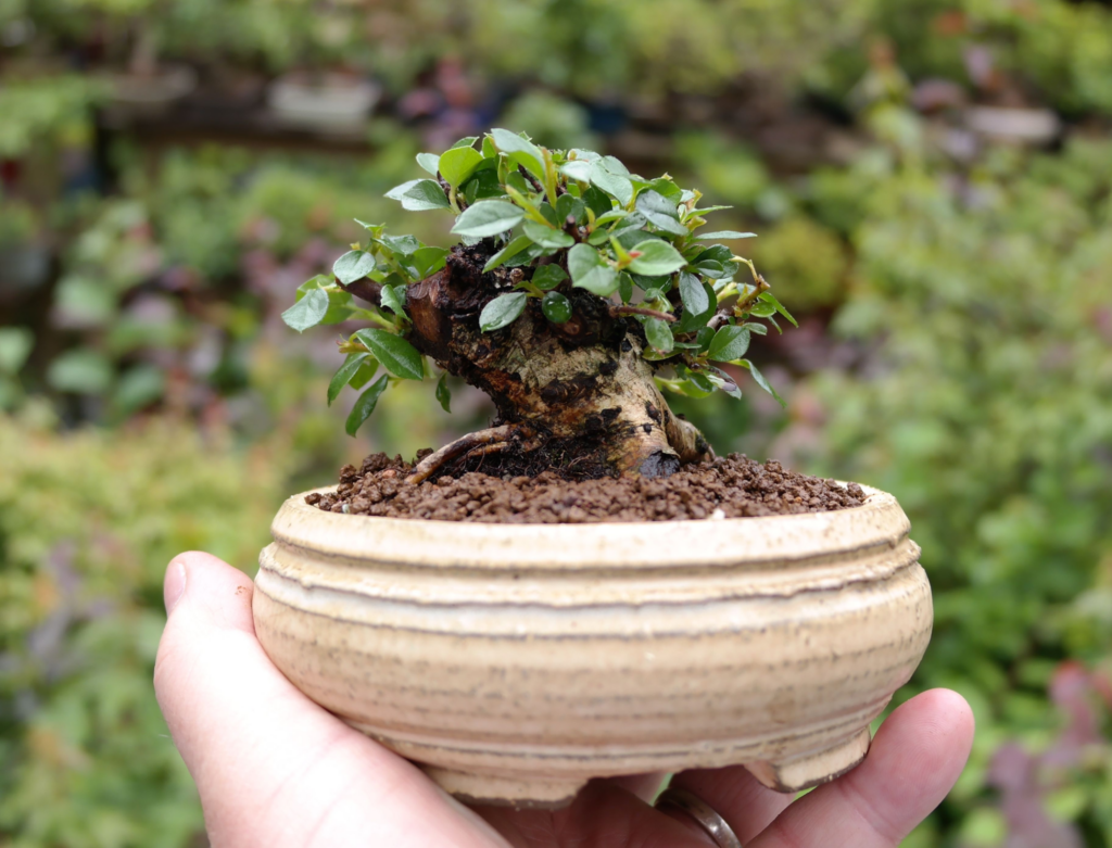 How to grow and maintain indoor and outdoor bonsai trees