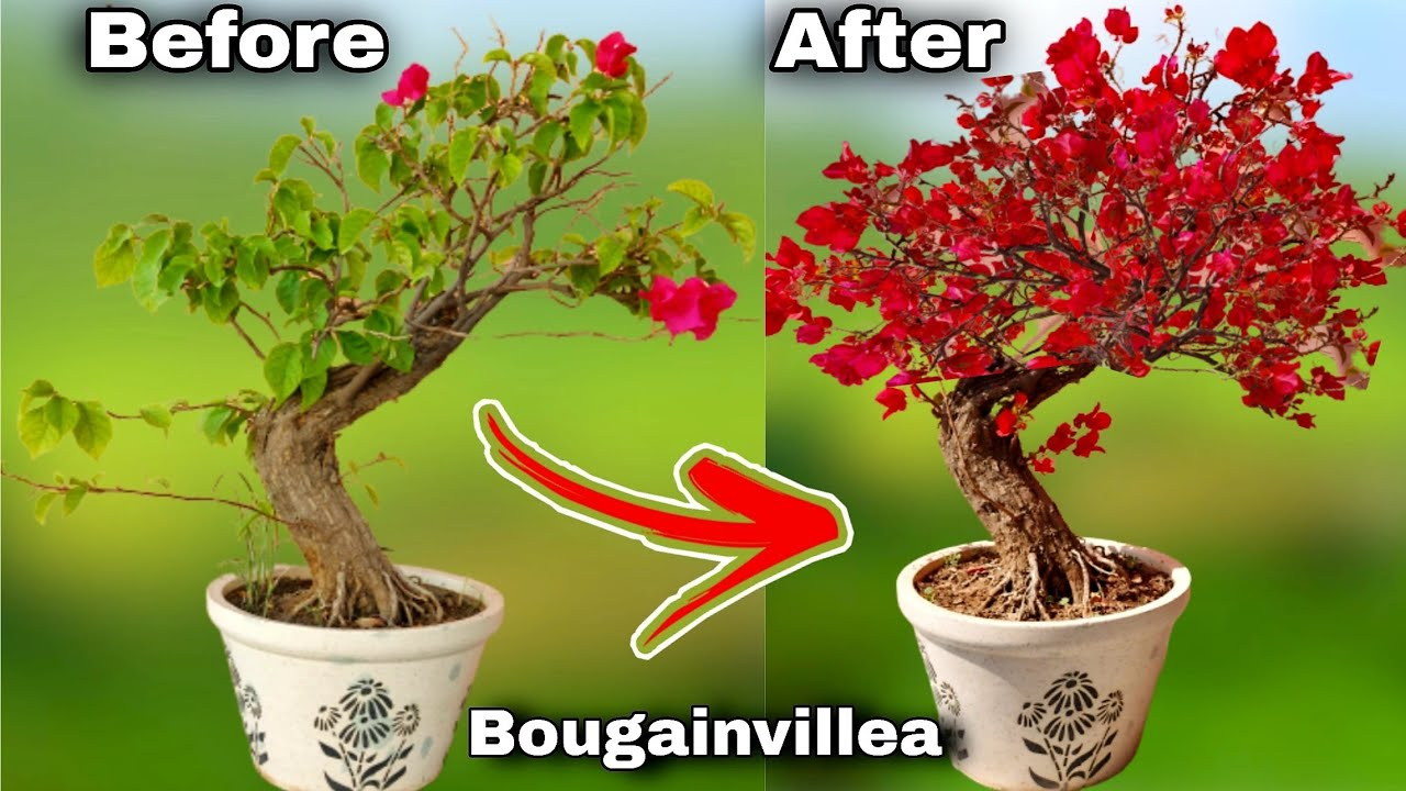 Fertilization for bougainvillea bonsai