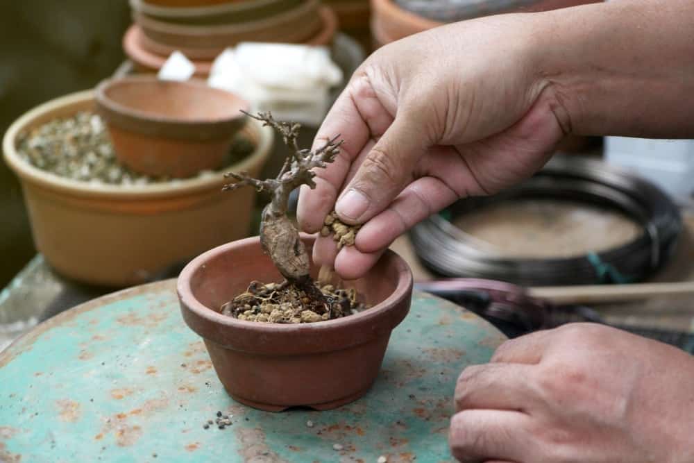 Fertilization-requirements-of-the-Juniper-bonsai