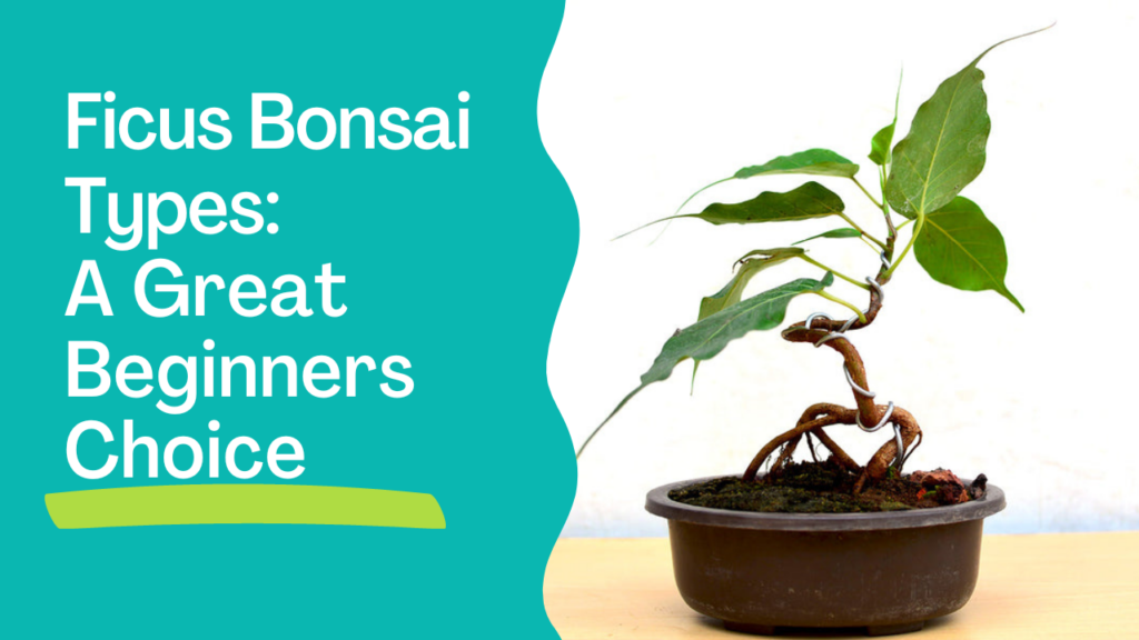 Ficus Bonsai Types