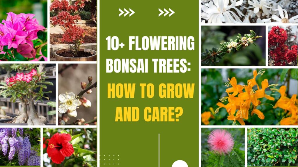 Flowering Bonsai Trees