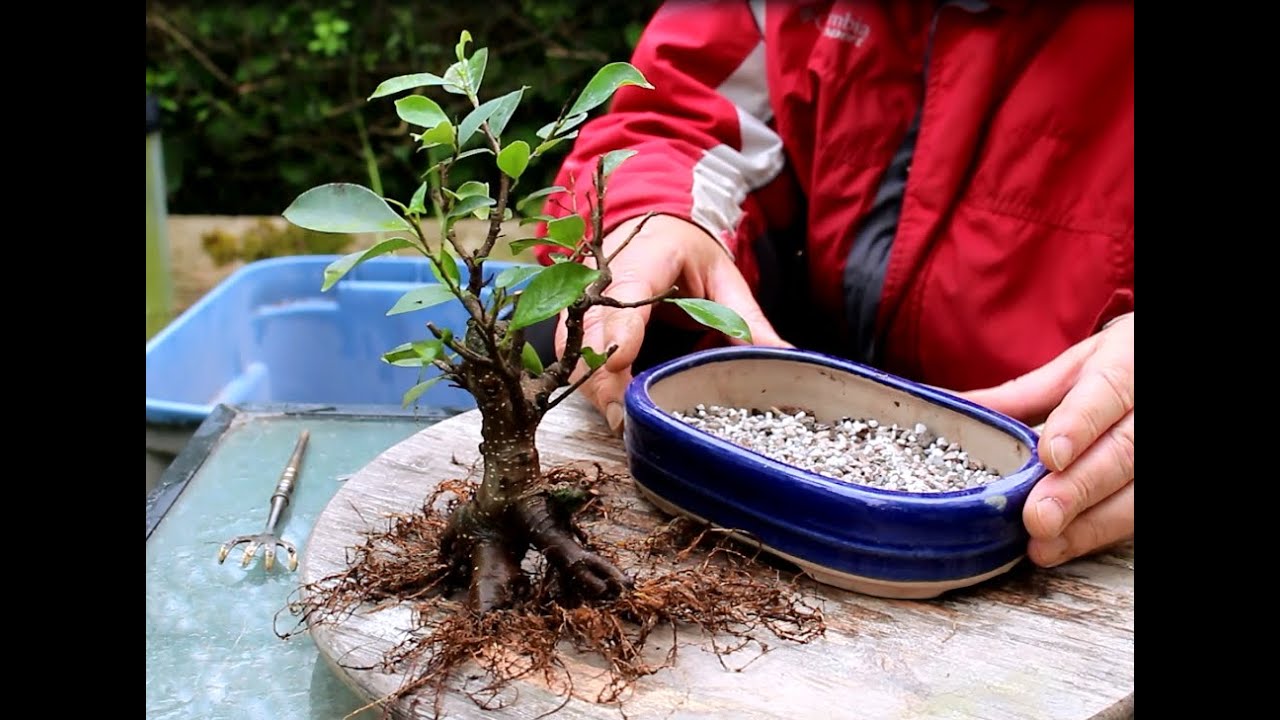 How To Prevent Leaves From Falling Off A Ficus Bonsai Tree-.33