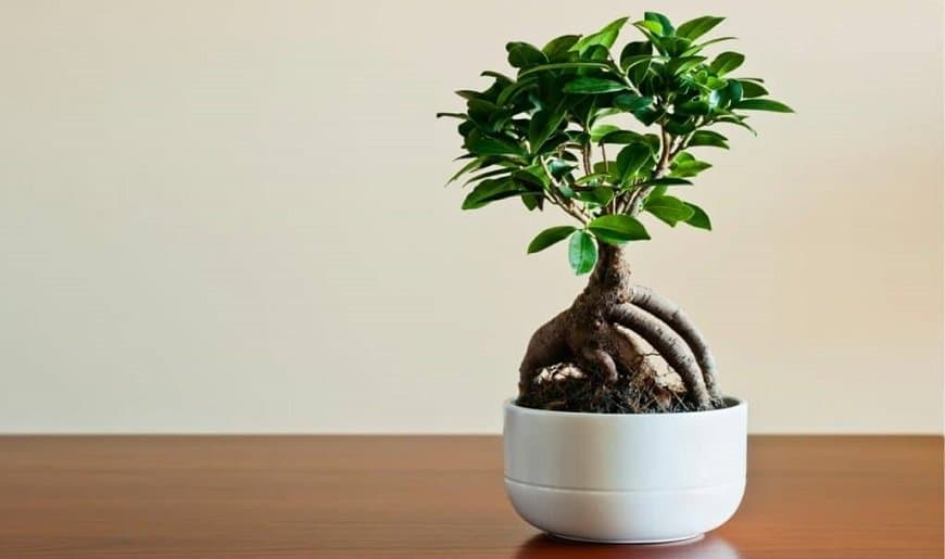 How To Prevent Leaves From Falling Off A Ficus Bonsai Tree-6